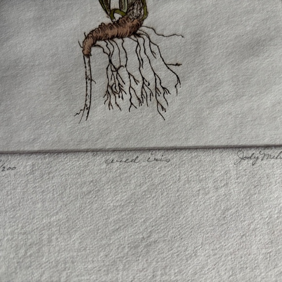 Wild Iris signed/numbered etching Jody Mehaffie - Picture 3 of 3